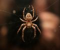 Extermination d'insectes à Montréal araignée