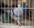 Capture de pigeon à Montréal