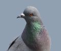 Extermination de pigeon à Montréal