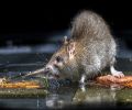 Extermination de rats à Montréal Problème de rats