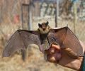 Capture de chauve souris à Montréal