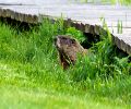 Exterminateur de marmotte à Montréal